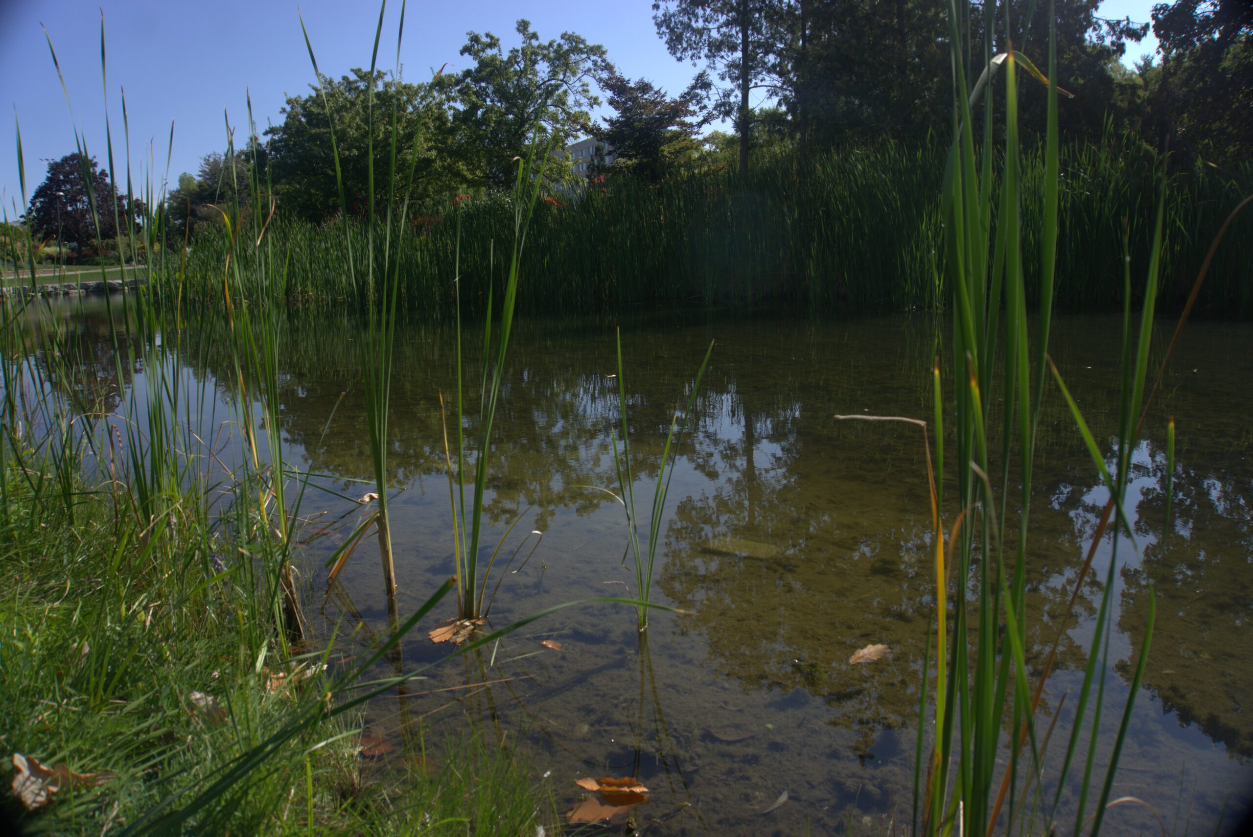A close up photo of a pond